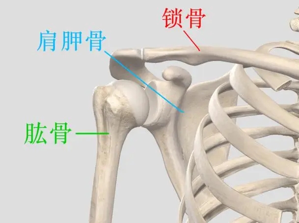 肩胛骨位置在哪 肩胛骨在人体的哪个部位